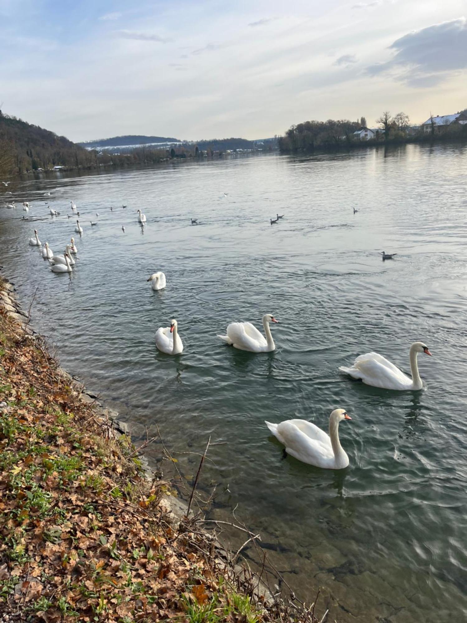 Waldshut -Kaiser55 ภายนอก รูปภาพ
